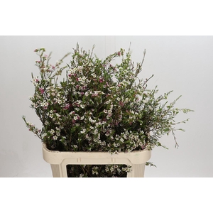 Chamelaucium uncinatum 'Dual Star'