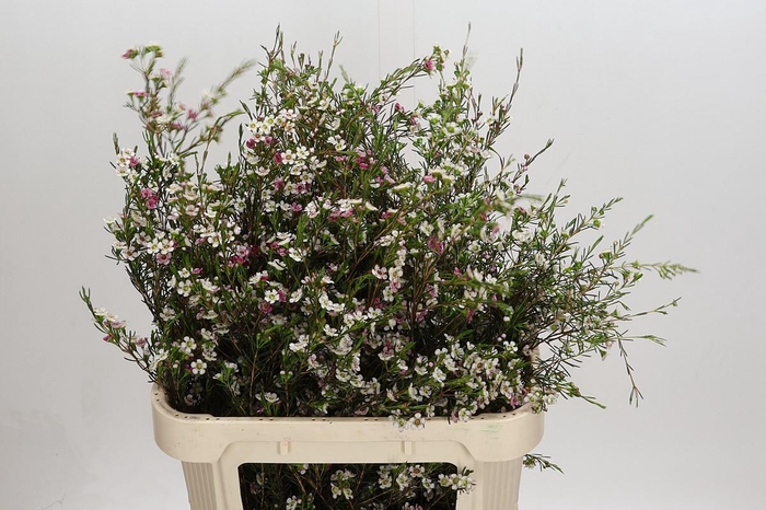 Chamelaucium uncinatum 'Dual Star'