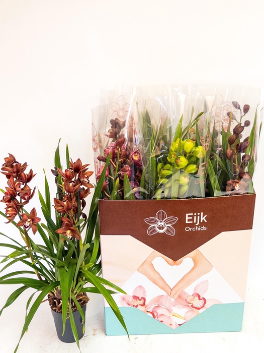 <h4>CYMB GEMENGD</h4>