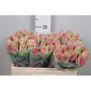R Gr Belle Rose