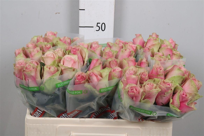 <h4>R Gr Belle Rose</h4>