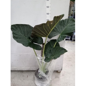 Alocasia   ...