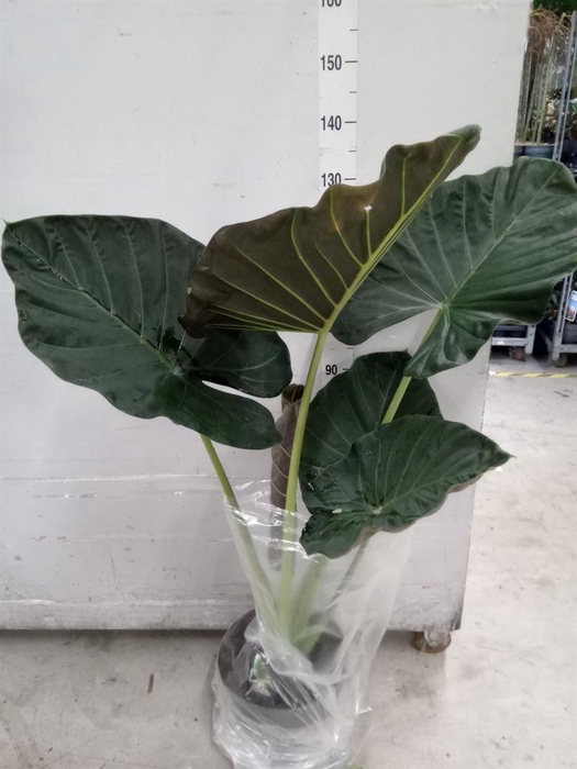 <h4>Alocasia   ...</h4>