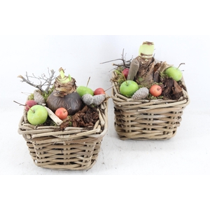 arr4 Amaryllis MB - Kubu 4kant mix 285/6