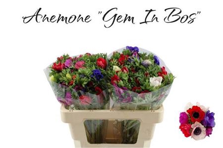 <h4>Anem Gem Bs</h4>