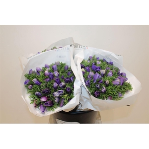 Anem Lovely Lavender