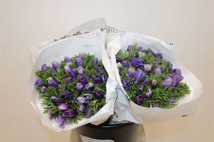 <h4>Anem Lovely Lavender</h4>