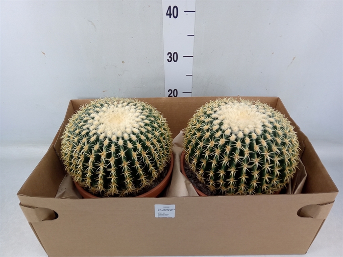 <h4>Echinocactus grusonii</h4>