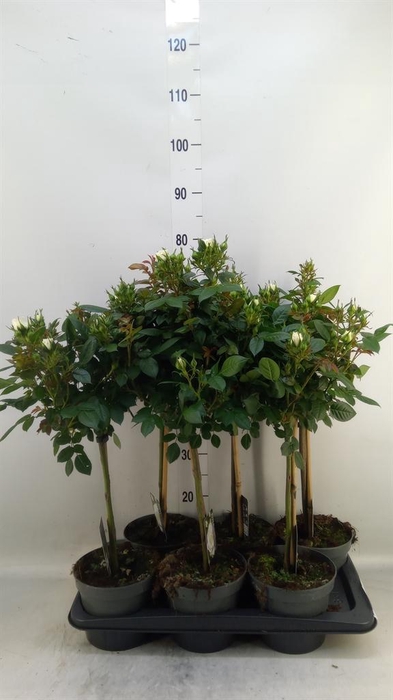 <h4>Rosa ST  ...</h4>