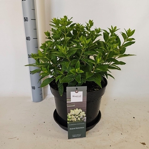 Hydrangea paniculata