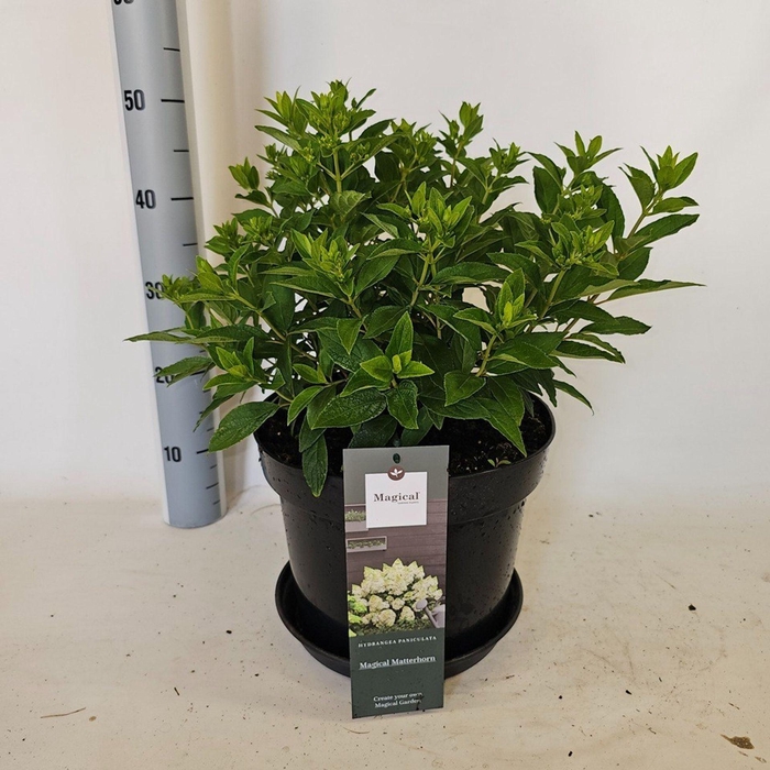 <h4>Hydrangea paniculata</h4>
