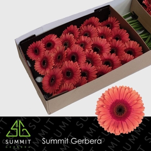 Gerbera Pirlo Doos