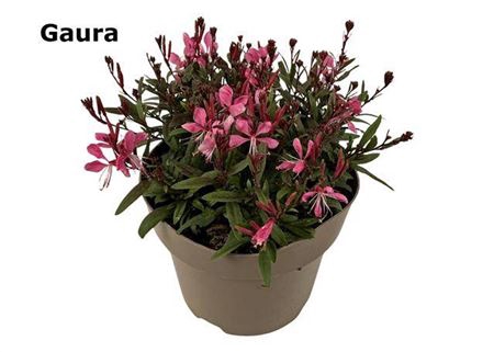 <h4>Gaura Lindheimeri</h4>