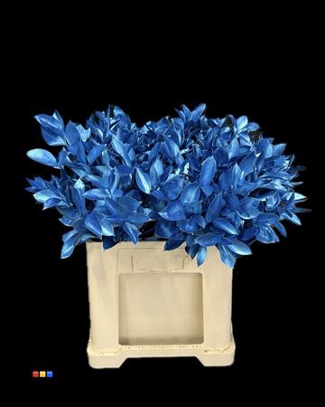 <h4>Ruscus Metallic Blue</h4>