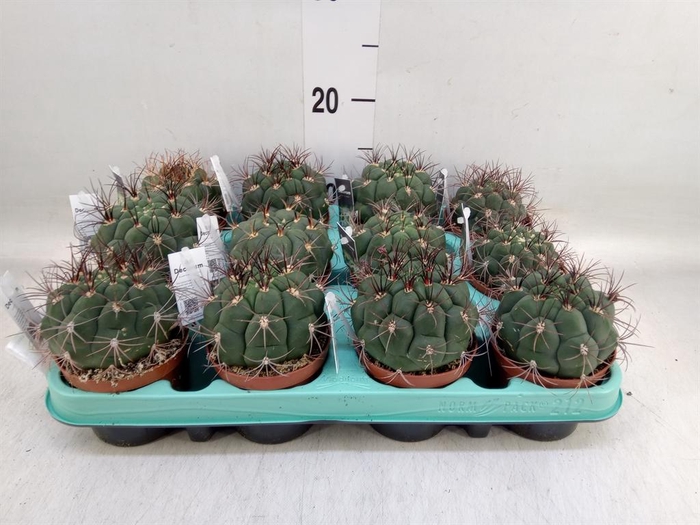 <h4>Cactus   ...</h4>