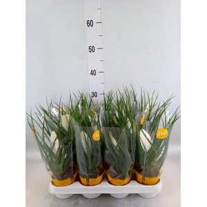 Tillandsia cyanea 'Biancini'