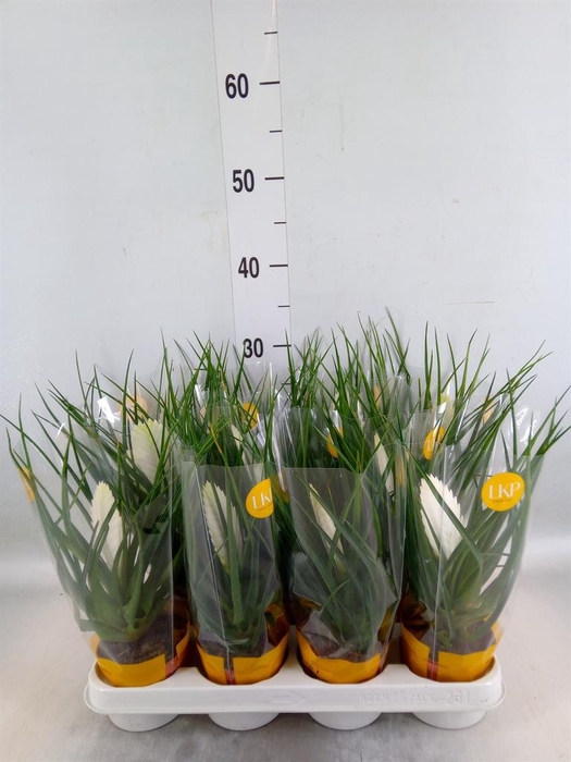 <h4>Tillandsia cyanea 'Biancini'</h4>