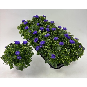 Campanula  'Blue Like Mee'