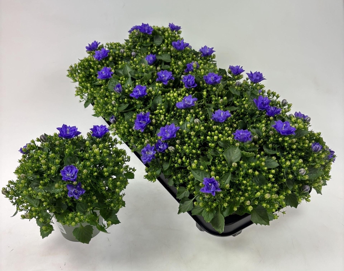<h4>Campanula  'Blue Like Mee'</h4>