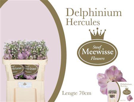 <h4>DELPH DU DEWI HERCUL</h4>