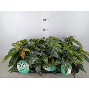 Begonia BD 'Double Dot'