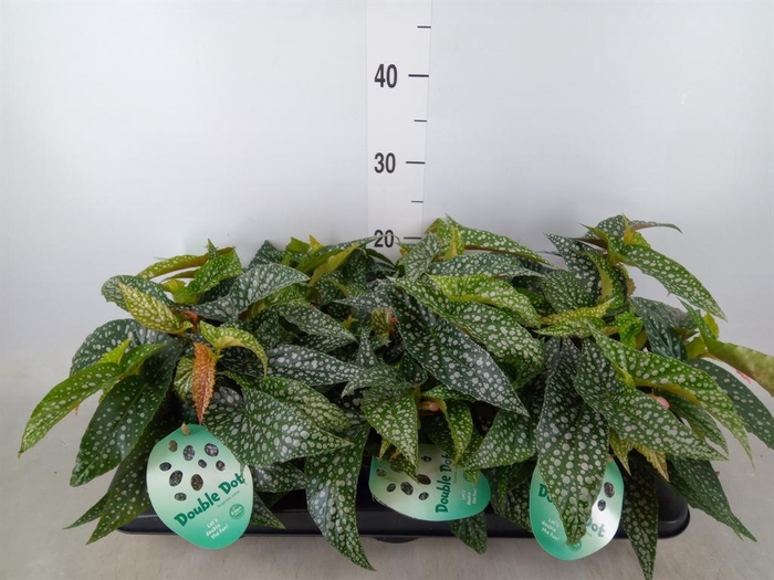 <h4>Begonia BD 'Double Dot'</h4>