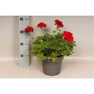 Perkplanten 19 cm  Pelargonium diverse