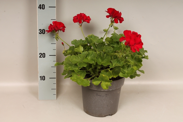 Perkplanten 19 cm  Pelargonium diverse