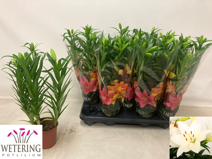 <h4>LIL LA SUMMER SNOW</h4>