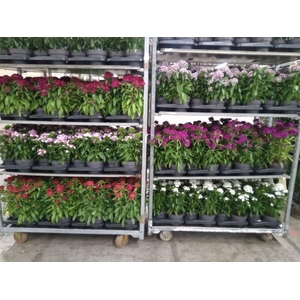 Dianthus   ...