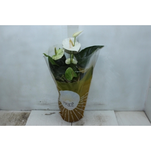 ANTHURIUM SUMI P17