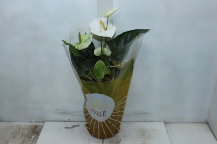 <h4>ANTHURIUM SUMI P17</h4>