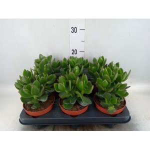 Crassula  'Hulk'