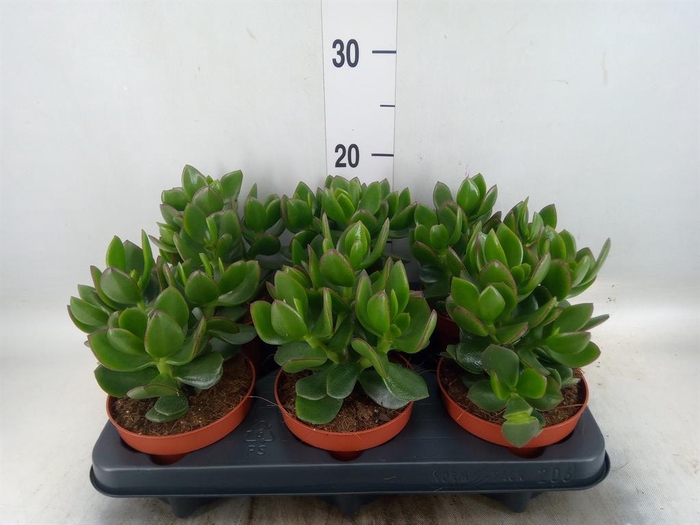 <h4>Crassula  'Hulk'</h4>