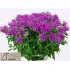 Monarda Pink Supreme