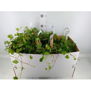 Hedera helix 'Pittsburgh'