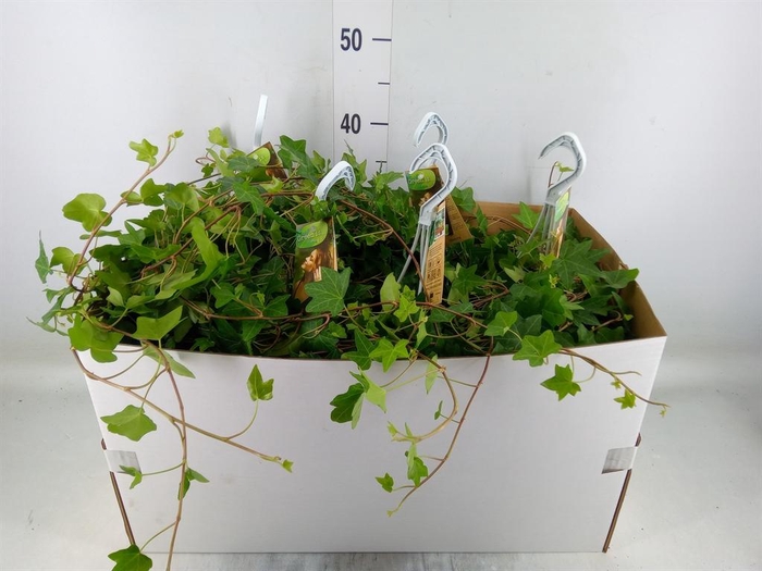 <h4>Hedera helix 'Pittsburgh'</h4>