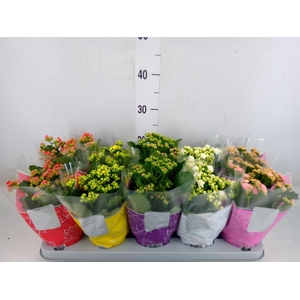 Kalanchoe blos. 'Perfecta'  ..mix 5