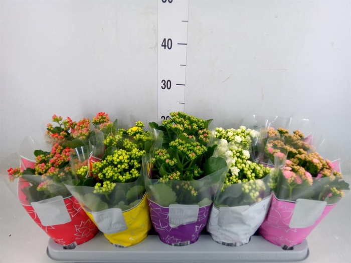 <h4>Kalanchoe blos. 'Perfecta' ..mix 5</h4>