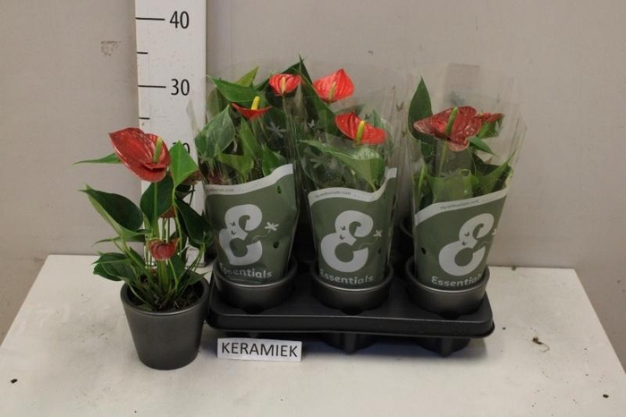 <h4>ARR ANTHURIUM</h4>