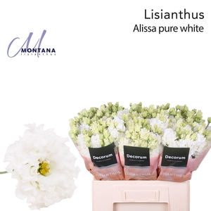 Lisianthus Alissa pure white 60cm