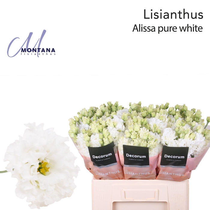 <h4>Lisianthus Alissa pure white 60cm</h4>