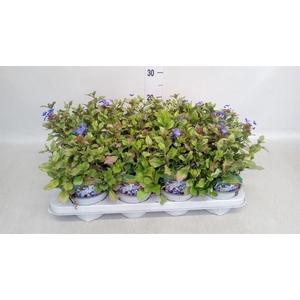 Ceratostigma plumbaginoides
