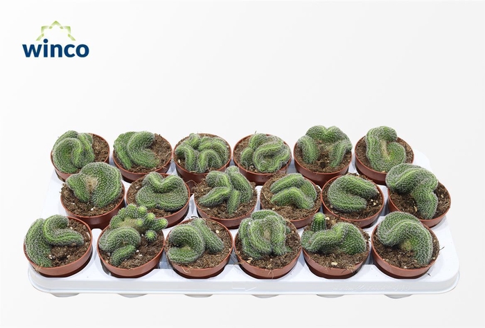 <h4>Lobivia Densispina Cristata</h4>
