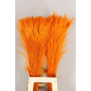 Feather Peacock Orange 80cm