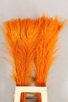 Feather Peacock Orange 80cm