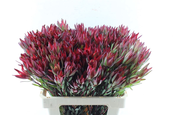 <h4>Leucad Sal Blush Ex</h4>