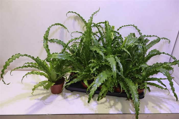 <h4>Asple Ant Osaka</h4>