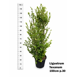 LIGUS JAPONICUM