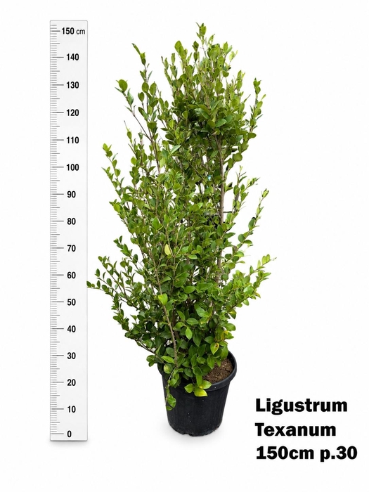 <h4>LIGUS JAPONICUM</h4>